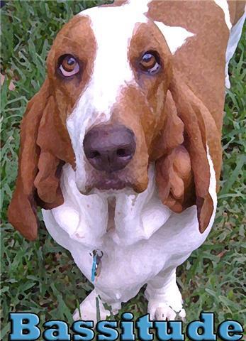 Hannah Lee's Bassitude