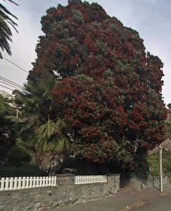 Pohutukawa, Clifton Bay, Sumner: still not saved.