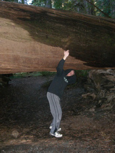 Stout Grove