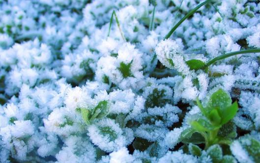 Frosted2