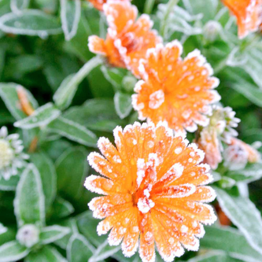 Frosted4