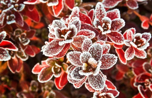 Frosted6