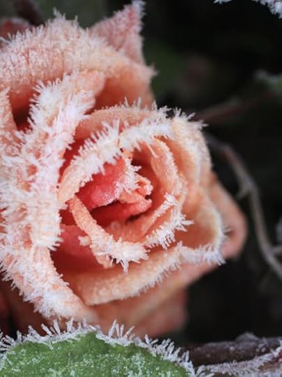 Frosted5