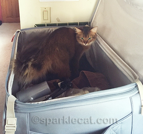 somali cat in large suitcase