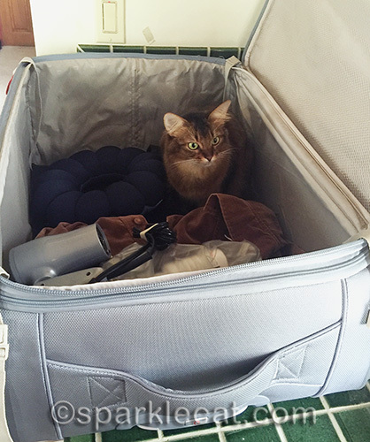 somali cat getting cozy in large gray suitcase