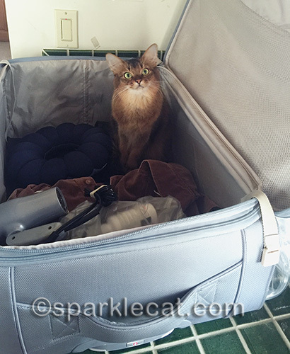 somali cat looking cute in gray suitcase