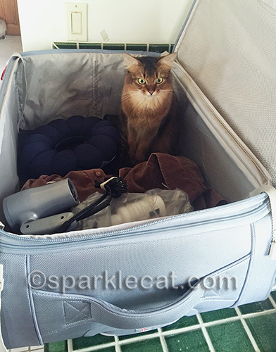 somali cat looking pensive in large gray suitcase