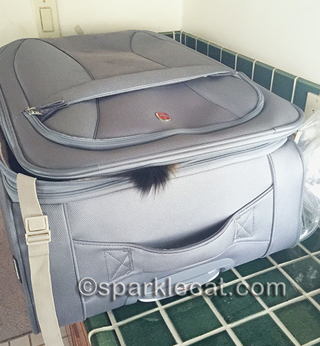 somali cat inside a gray suitcase