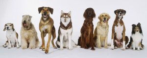 dogsdif