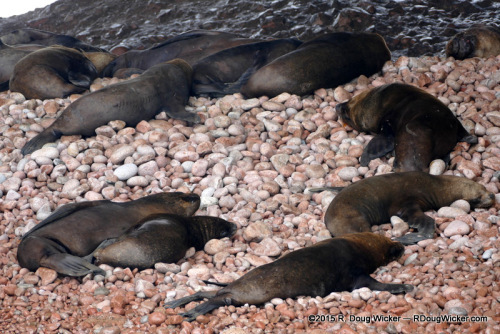 Circling the Sea Lions