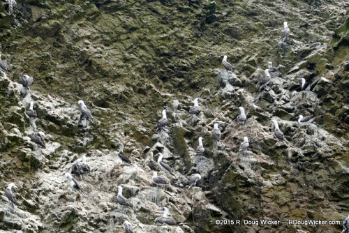 Peruvian Booby