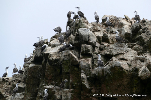 Peruvian Booby