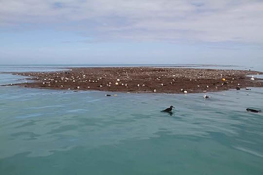 Debris and injured birds