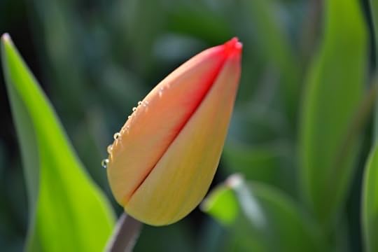 tulip