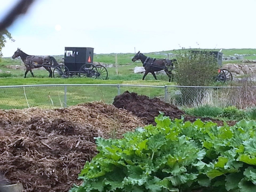 Farm garden with horse and buggy going by1