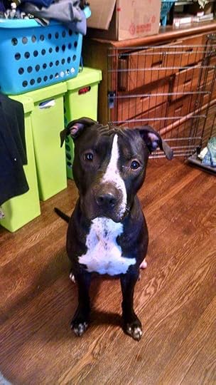Black and white American Staffordshire Terrier, about 1 year old