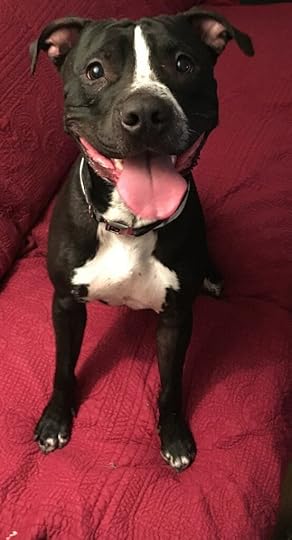 Same black and white American Staffordshire terrier, smiling like the biggest, cutest thing ever.
