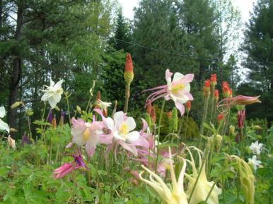 MyGarden_April_17_2012_020_op_640x480