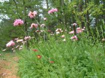 MyGarden_April_17_2012_014_op_640x480