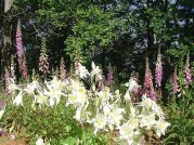 foxglove-and-columbine-john-fahey