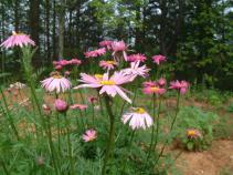 MyGarden_April_17_2012_012_op_640x480