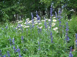 salvia-farinacea-john-fahey