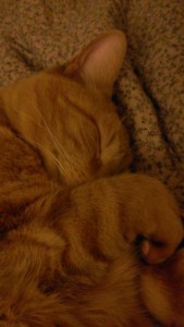 percydreams