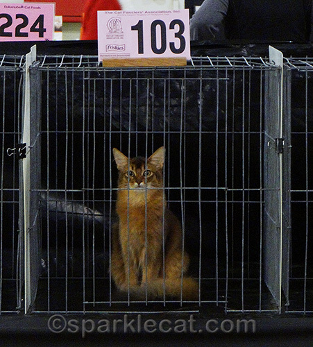 somali kitten in a cat judging cage
