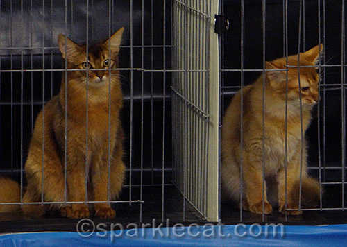 two somali kittens in cat judging cages