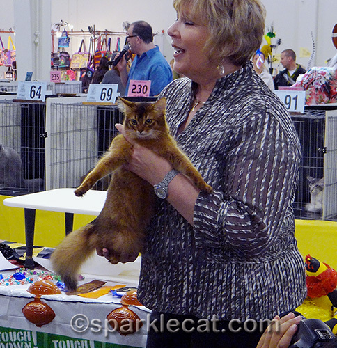 somali kitten being finaled in a judging ring