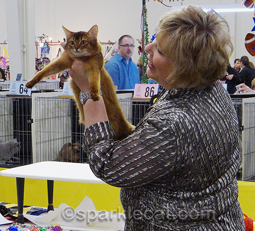 somali kitten and cat judge