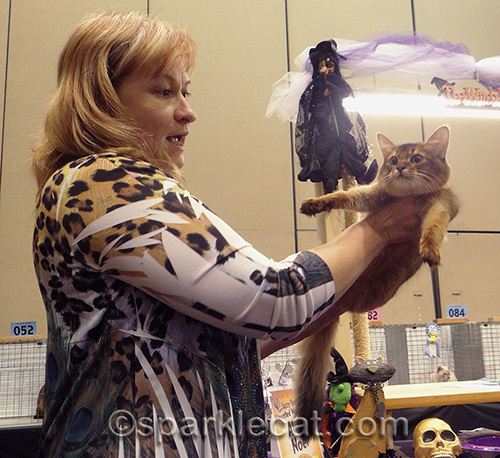 somali kitten being looked at by a cat judge
