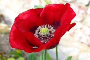 12313708_986496484725968_1903966640834013627_n