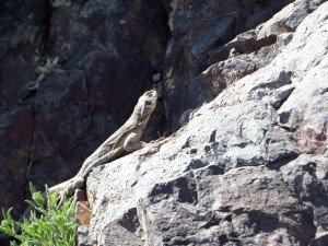 Death Valley Chuckwalla