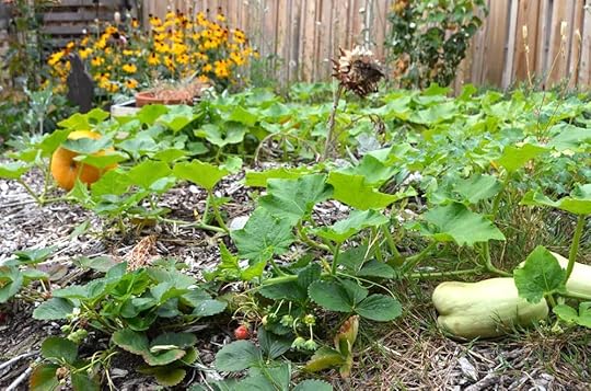 late-summer-squash