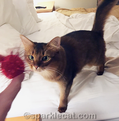somali cat getting ready to play fetch