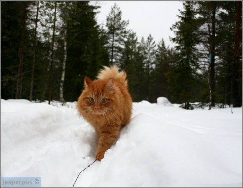 Jesper-skiing-cat