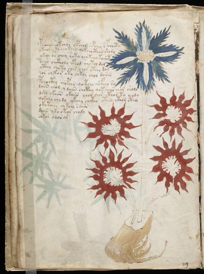 voynich