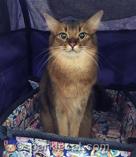 somali cat in shelter between rings