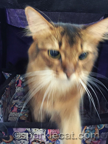 somali cat getting ready to take a selfie