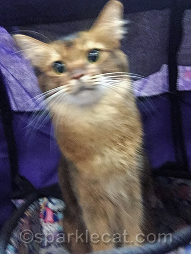 Somali cat and a blurry selfie