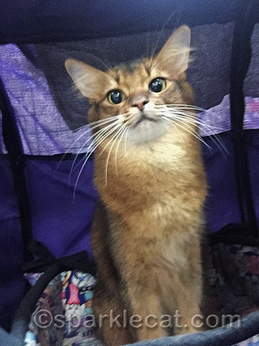 Somali cat taking a selfie at a cat show