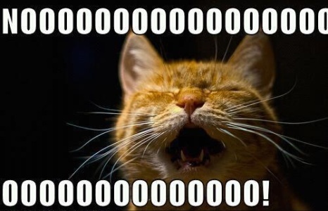 Funny-desperate-cat