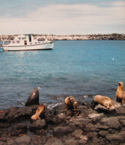 galapagos shore (259x300)