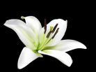 lily-flower-images-and-wallpapers-14