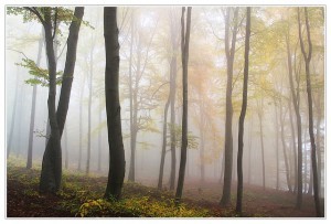 Autumn forest