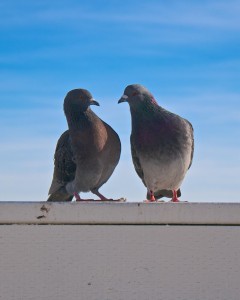 pigeons