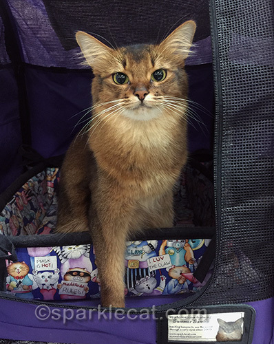 somali cat, ready to compete at cat show
