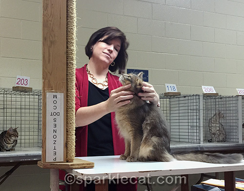 Blue somali cat being judged at a cat show