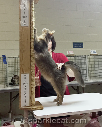 Blue Somali cat in judging ring